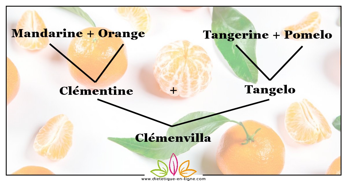 Clémentine Saison et Calories : mandarine et orange Clémentine Saison et Calories : mandarine et orange